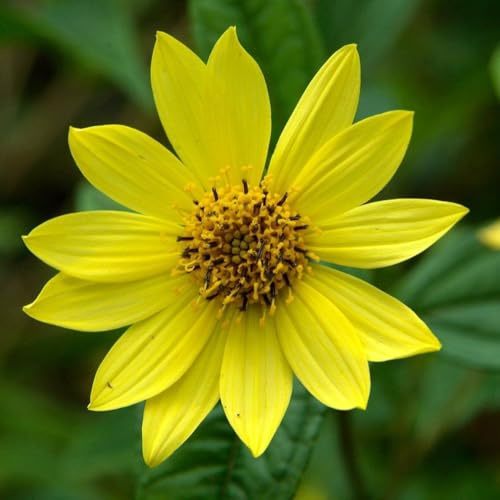 6 x Kleinblumige Sonnenblume 'Lemon Queen' - Helianthus 'Lemon Queen': Zitronengelbe Sonnenblumen.