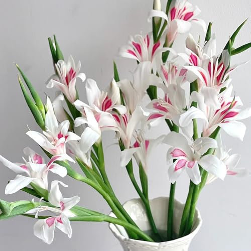 6 pcs gladiolen zwiebeln winterhart, Gladiolus, zimmer deko blumen für garten gladiolen knollen blumen pflanzen für draußen winterhart, seltene pflanzen blumenzwiebel nachhaltige geschenke