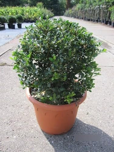 Ilex crenata Glory Gem Kugel - Berg-Ilex - Kugel - 30