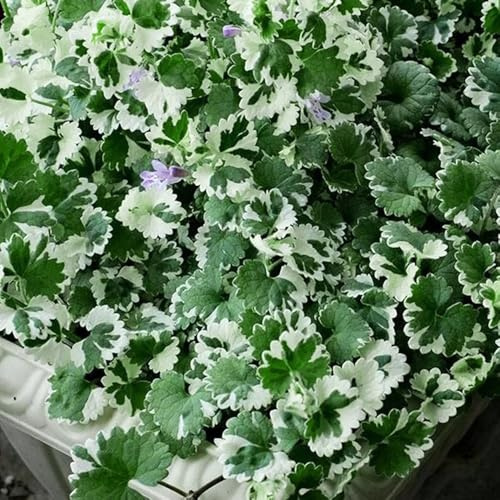 semi di edera terrestre Decorazioni giardino per esterni, varietà antiche serre balcone selvatiche resistenti per giardini rocciosi 350semi