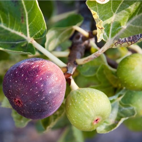 Feigenbaum Rhizom-MehrjäHrige, GartenverschöNerung, Fachgerecht Gepflanzt,kältebeständig-3 Rhizom