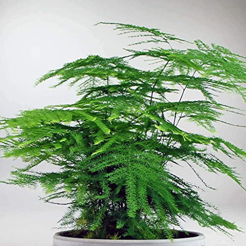 Asparagus Fern 15+ Seeds Lace Fern