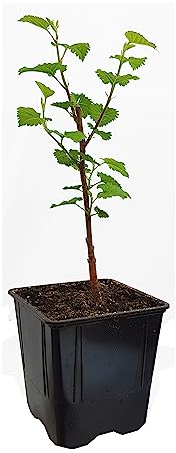 Seedeo® Schwarzer Maulbeerbaum (Morus nigra) ca. 30-40 cm
