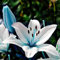 kiskick 1 sac de graines florissantes résistantes aux maladies, graines de fleurs bleues accrocheuses pour le jardinage, cadeau pour hommes, femmes et enfants Graines de Lys Bleu