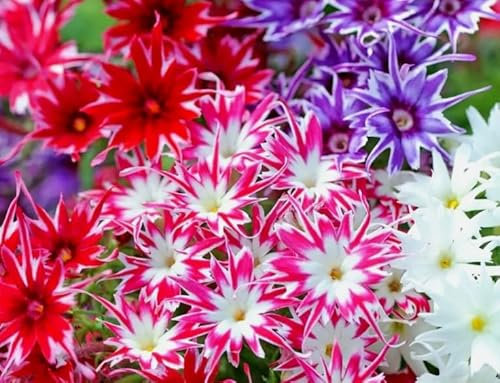 1 Pack of 400 SEEEDS DRUMMOND'S Phlox Twinkle Star Dwarf Mix
