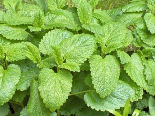Melissa Officinalis (Melissa/Balm Mint) 200 Semi