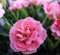 Semillas de clavel rosadas frescas (100 unidades)