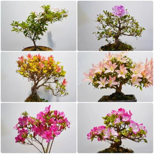 semi di rododendro - balcone letto rialzato giardino resistenti rocciose 25pcs