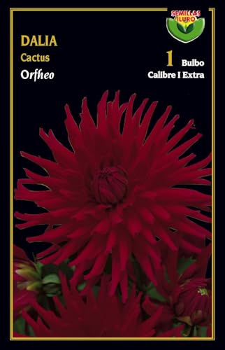 Bulbo de flor Dalia cactus Orpheo1 unidad calibre extra - Semillas Iluro