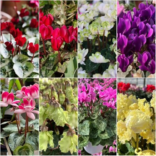 Alpenveilchen - blumensamen gartenpflanzen exotische deko zimmerpflanzen bonsai bio kübelpflanzen winterhart mehrjährig alpenveilchen 250samen