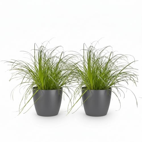 Cyperus Alternifolius Zumula Katzengras – 2er Set Zimmerpflanzen im grauen Topf Ø12cm Höhe20cm – Haustierfreundliche Grünpflanze – Pflegeleicht – Für Wohnzimmer Büro Schlafzimmer