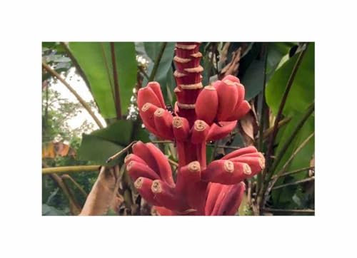 Pcs - 2x Musa (Bananier) Argentii Melon-Banane Arbre Maison Chambre Plantes - Graines ID1693 - Seeds & Plants Shop by Ipsa