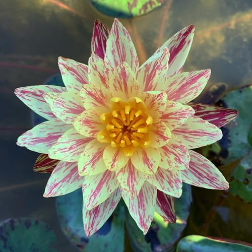 Ninfea 'Paranee' – Pianta Acquatica Rustica a Radice Nuda Fiore Giallo Screziato Rosa Intenso – Premio IWGS 2018 – Per Laghetti e Stagni – Coltivazione Italiana