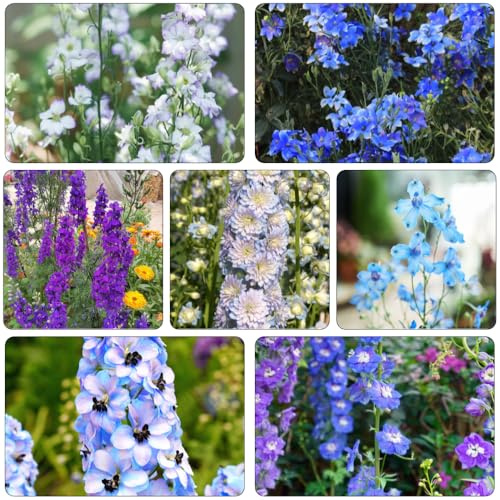 rittersporn blumensaat dekopflanze blumenbeet balkon blumensamen balkon blumenwiese herbstaussaat mehrjährig schnittblumen blumengarten balkonpflanze sommerblumen exotische 550samen