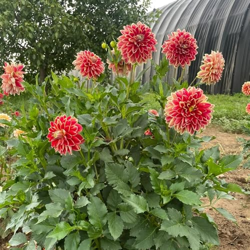 tuberi di dalia resistenti giardino e balcone sostenibili interno 4pcs