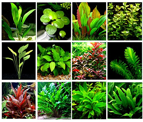 40 Live Aquarium Plants / 12 Different Kinds - 3 Amazon Swords (2 Kinds), 2 Anubias (2 Kinds), Limnophila, Cryptocoryne and Much More! Great Plant Sampler for 25-40 gal Tanks!