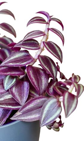 Tradescantia zebrina Purple Heart Purple Passion Erba Misera pianta fiorita vera da interno