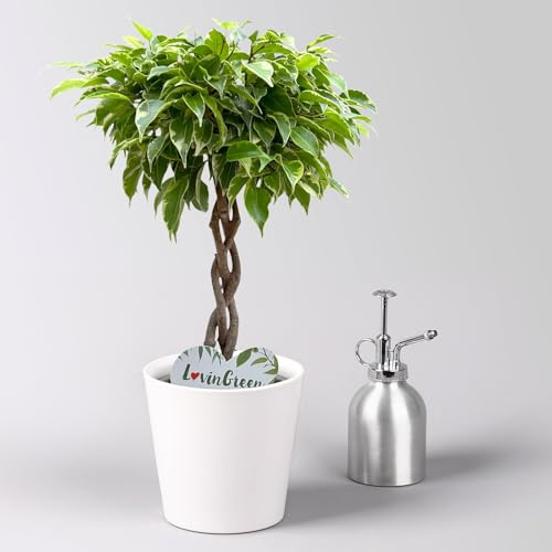 Birkenfeige 'Lucky', in Keramiktopf anthrazit, Topf-Ø 12 cm, Höhe ca. 40 cm