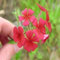 Phlox Scarlet Flower Seeds (Phlox Drummondii) 400 + Seeds : Seeds Only