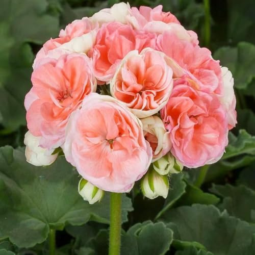 ciondoli di geranio - semi resistenti per giardino con gerani resistenti selvatici di 50pcs