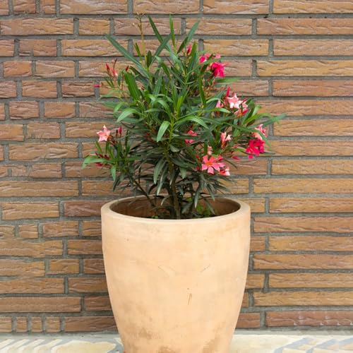 Nerium oleandro insoliti semi di oleandro recisi da interno verdi biologiche esotiche decorazioni da giardino per esterni decorazione di in vaso 8semi