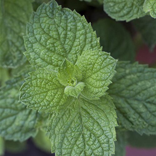 Apfelminze Minzpflanze Mentha suaveolens 'Apple Mint' im Pflanzcontainer