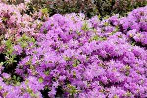 Rhododendron obtusum 'Diamant Enzianblau' 20–25 cm – Winterhart, Immergrün, Pflegeleicht – Japanische Azalee – Zierstrauch für Beet & Kübel