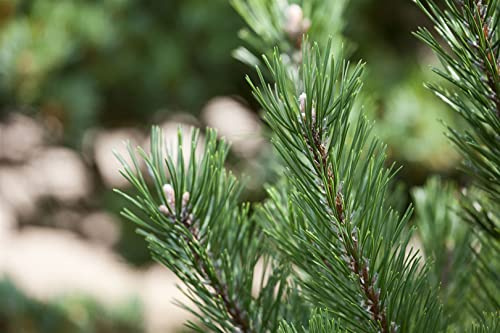 Pinus mugo 'Gnom' 10–15 cm – Winterhart, Immergrün, Pflegeleicht – Zwerg-Kiefer – Gartenpflanze für Steingarten & Kübel
