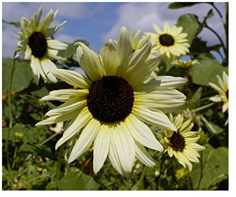 PREMIER SEEDS DIRECT Sunflower - Vanilla ICE - 70 Finest Seeds