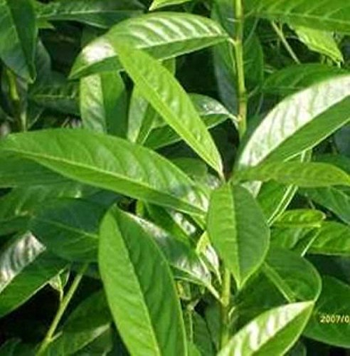 Kirschlorbeer Genolia 100-125cm - Prunus laurocerasus - Gartenpflanze