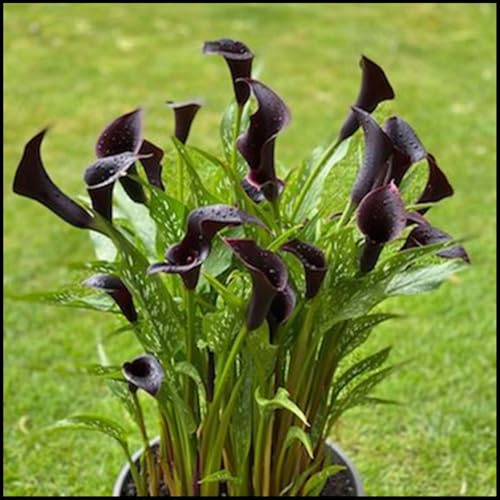 Winterhart zwiebeln, Mehrjährige Blumenzwiebel ist winterhart,Blumenzwiebel Mix, Winterhart pflanzen, Mysteriöse magische Glühbirne-2 Calla Lilien zwiebeln