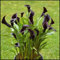Winterhart zwiebeln, Mehrjährige Blumenzwiebel ist winterhart,Blumenzwiebel Mix, Winterhart pflanzen, Mysteriöse magische Glühbirne-2 Calla Lilien zwiebeln