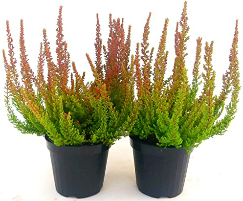 POWERS TO FLOWERS - ERICA CALLUNA SKY LINE RED, 2 PIANTE, V12CM, piante vere