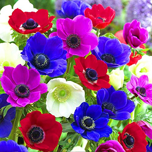 Gardeners Dream Anemonen Zwiebeln Coronaria 'De Caen' (5 Stk.) - Buntes Anemonen Zwiebeln Winterhart Mix - Stauden Winterhart Mehrjährig - Ideale Balkon Pflanzen, Garten Pflanzen & Kübelpflanzen