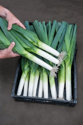 Vegetable - Leek - Rally F1-50 Seeds