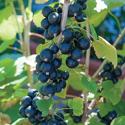 Potted Hardy Garden Plant Blackcurrant, High Yielding Fruit Bush, Large Fruit in Summer, Gardens & Outdoors, Easy to Grow, 1 x Blackcurrant Big Ben Plant in a 3 Litre Pot by Thompson & Morgan