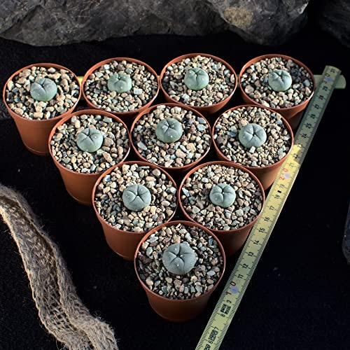 10x Lophophora williamsii peyote 1,5cm - eingetropft