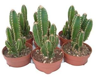 Cactus Cereus Floridiano o Cactus del Ordenador 1 Unidad de 8cm en Maceta Pequeña Cactus Natural