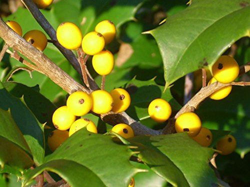 20 semillas GOLDIE acebo americano - Ilex opaca - (AMARILLO bayas)