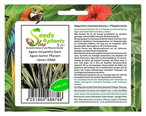 Stk - 10x Agave chrysantha Giant Agave Garten Pflanzen - Samen ID668 - Seeds & Plants Shop by Ipsa