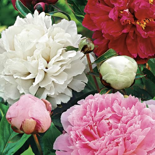 Bloomique - Mélange de 3 - Paeonia - Pivoine - Rouge, Blanc, Rose - Tubercules - Plantes de jardin - Vivaces - Rustique - Vivace - Pousse jusqu'à 80-100 cm