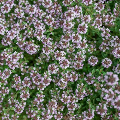 semi resistenti di timo strisciante, balcone rare giardino 350pcs
