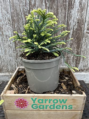 Coast Redwood - Sequoia sempervirens 'Adpressa' (3L) Tree (Bush)- UK Grown