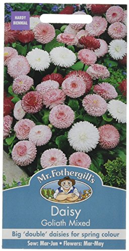 Mr Fothergill's 15749 Flower Seeds, Daisy Goliath Mixed