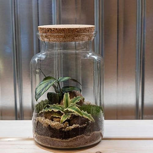 Glasgarten DIY Set „Kernige Fenja“ (Pflanzenterrarium/Flaschengarten)