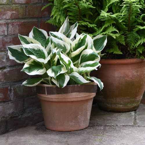 Hosta 'Patriot' RHS AGM Variegated Foliage Bold Olive Green Leaves Pale Purple Flowers Ideal Ground Cover 1X 1 Litre Pot by Thompson and Morgan
