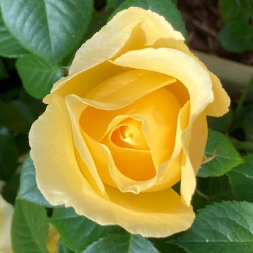 YouGarden Harkness 'Fab at 65' ® Birthday Rose, 1 x 3-4 Litre Potted, Yellow Scented Garden Gift Rose