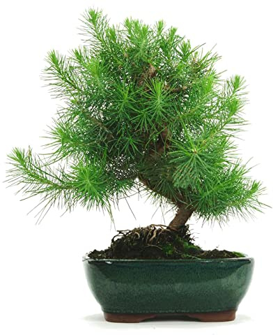 Bonsái Pinus Halepensis DECOALIVE Planta Natural de Interior y Exterior
