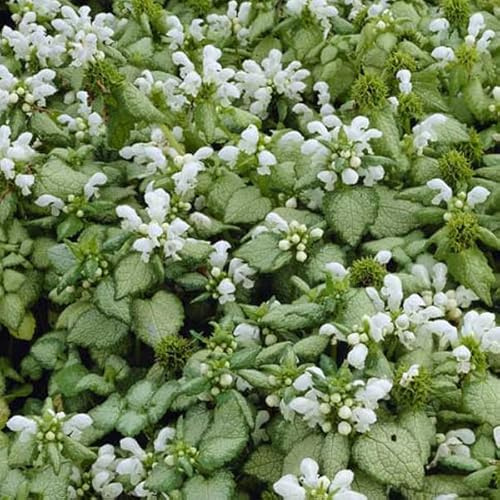 6 x Gefleckte Taubnessel 'White Nancy' - Lamium Maculatum Topf 9x9cm: Weiße Blüten, ideal für Schatten.