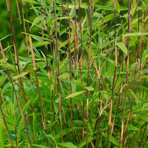 Bambus Fargesia nitida 'Volcano', Höhe 80-100 cm, Topf 10 Liter